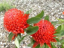 Used,  Telopea speciosissima - NSW Waratah 5 seeds for sale  Shipping to South Africa