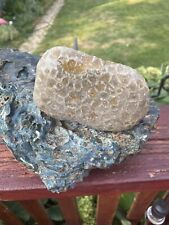 Large Petoskey Stone Unpolished 4x 3x1 Shown Wet for sale  Shipping to South Africa