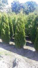 Lebensbaum smaragd thuja gebraucht kaufen  Westerstede