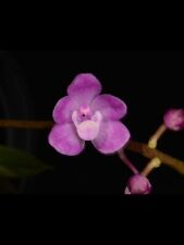 Orchid species sarcochilus for sale  Sacramento