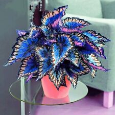 Garden Flower Seed 100 Multicolour Coleus Seeds Coleus Blumei  for sale  Shipping to South Africa