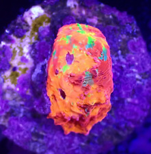 lps coral for sale  LONDON