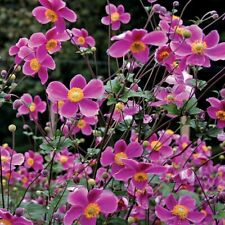Japanese anemone seeds for sale  Gate City