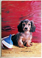 Hunde postkarte langhaar gebraucht kaufen  Kirchrode