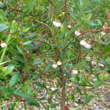 Ugni molinae seeds for sale  GODALMING