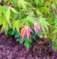 Japanese maple tree for sale  Fresno