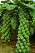 Usado, 1000 sementes de vegetais LONG ISLAND BRUSSEL SPROUT - não transgênicas - polinizadas abertas. comprar usado  Enviando para Brazil