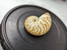 Tiger nautilus shell for sale  Sanford