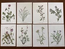 botanical prints for sale  Camden Wyoming