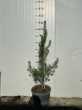 Pinus sylvestris 80cm usato  Italia