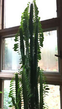Euphorbia trigona african for sale  Concord
