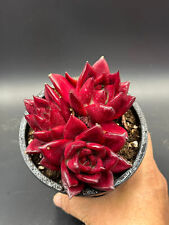 Echeveria plato clusters for sale  Ireland