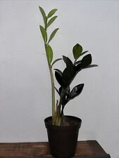 Rare plant zamiifolia for sale  Riverview