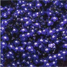 Graines lobelia nain d'occasion  Expédié en France