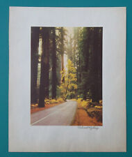 California redwood trees for sale  Manassas