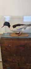 Taxidermy goosander doncaster for sale  GRAYS