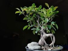 Usado, Weeping Fig Bonsai Tree Seeds for Planting - 30 Seeds - Ficus benjamina segunda mano  Embacar hacia Spain