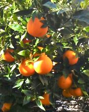 Navel orange grafted for sale  Largo