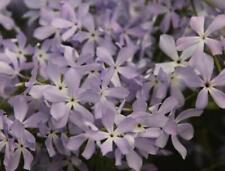 Phlox divaricata clouds for sale  Shipping to Ireland