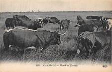 Camargue manade taureaux d'occasion  France