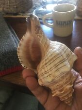 Conch sea shell. for sale  Huntington Beach