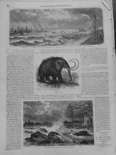1862 1932 mammoth d'occasion  Expédié en Belgium