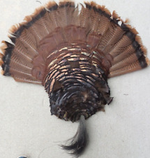 Turkey tail fan for sale  Stoughton