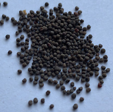 Silene capensis seeds for sale  Portland