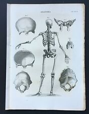 1842 anatomia ossa usato  Biella