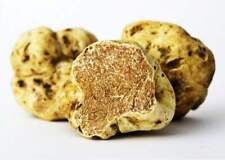 TUBER MAGNATUM Sementes de Micélio/Tartufo Trufa Italiana Desova 239, usado comprar usado  Enviando para Brazil