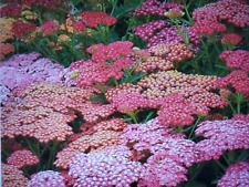 Achillea mix seedling for sale  PENRITH