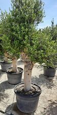 Ulivo olivo "Olea europea" bonsai in vaso 130 l circ. tronco 60/70 cm FOTO REALI usato  Valmacca