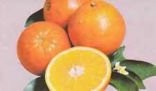 Yummy naval oranges for sale  Victor