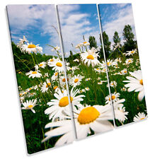 Daisy flower field for sale  UK