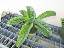 One 12+ inch wide (Ledebouria socialis) Leopard Lilly, excellent potted plant for sale  Shipping to South Africa