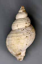 Fossili buccinum undatum usato  Sassari