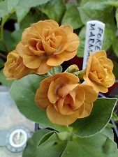 Primula auricula forest for sale  SOUTHAM