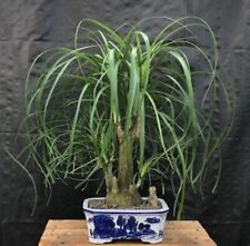 Ponytail palm multi for sale  Patchogue