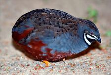 Chinese painted quail for sale  DUDLEY