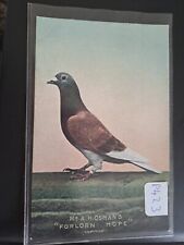 Pigeon osman forlorn for sale  AIRDRIE