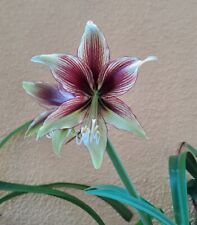 Hippeastrum KPn1' - 1 bulb about 2.2 cm. Offset for sale  Shipping to South Africa