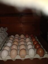 Uova feconde galline usato  Villasalto