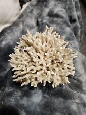Birds nest coral for sale  Carrabelle