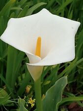 Calla lily rhizomes for sale  Hercules