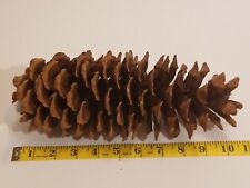 #6 Large 11" Sierra Nevada Mountains Lake Tahoe California Sugar Pine Cone  for sale  Shipping to South Africa