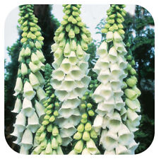 Foxglove white digitalis for sale  LINCOLN