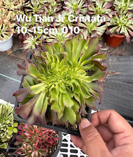 Aeonium wutianji cristata for sale  Ireland