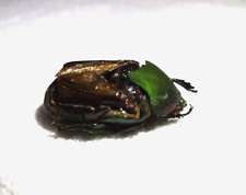 Entomology taxidermy real for sale  Orlando