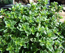 Lemon thyme herb for sale  WORKSOP