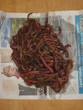 100 fresh lugworm for sale  HOLT